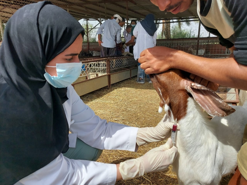 بيئة الشرقية تؤهل طالبات الطب البيطري لإجراء الجراحات الطارئة للحيوانات