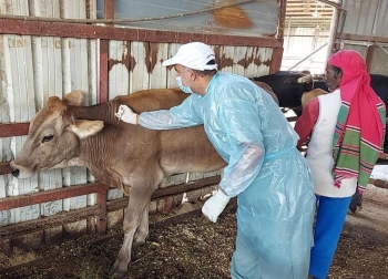  99 فرقة بيطرية لفحص الأضاحي ومكافحة نواقل الأمراض خلال موسم الحج - أرشيفية اليوم