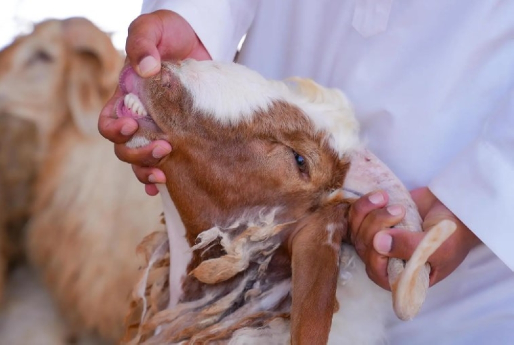 الجوف.. أسواق الماشية تشهد إقبالاً لشراء الأضاحي- واس