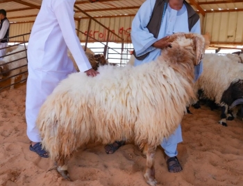 الجوف.. أسواق الماشية تشهد إقبالاً لشراء الأضاحي- واس