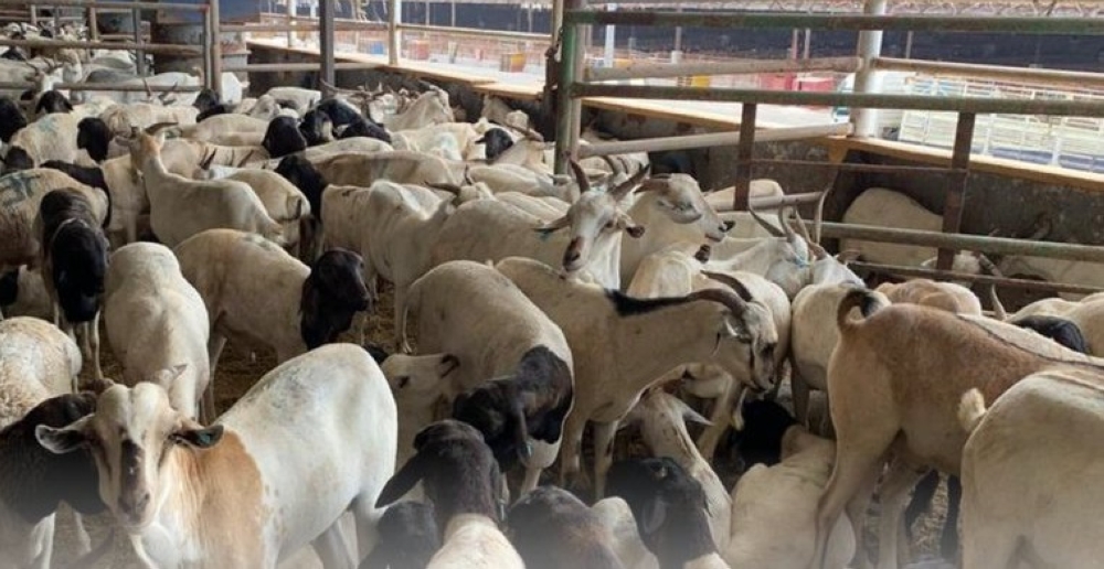 “البيئة” تفسح أكثر من 2,1 مليون رأس من الماشية منذ بداية ذي القعدة