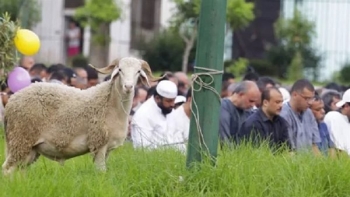 احتفالات عيد الأضحي في مصر - مشاع إبداعي