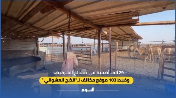 فيديو| 29 ألف أضحية في مسالخ الشرقية.. وضبط 103 موقع مخالف لـ