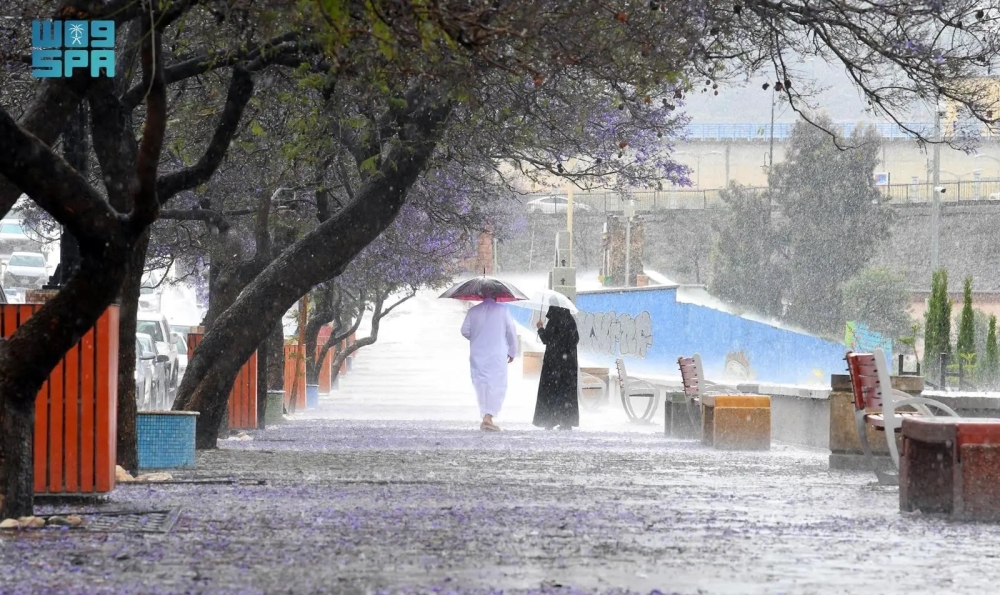 أشجار الجاكرندا البنفسجية في أبها.. وجهة سياحية فريدة للمقيمين والزوار