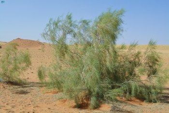 شجرة 