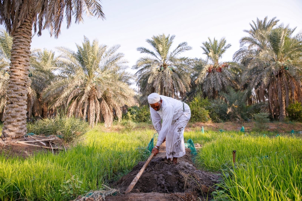 خبراء: نظام الأسواق الموسمية نقلة نوعية لتنظيم قطاع التمور