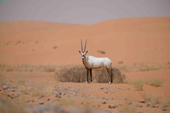 محمية الوعول - واس