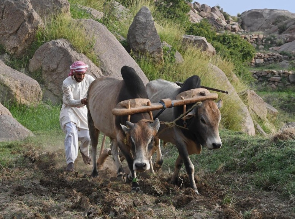 جبل بركوك في محافظة بارق شمال منطقة عسير الزراعة بالطرق التقليدية تعزيزًا للسياحة الريفية