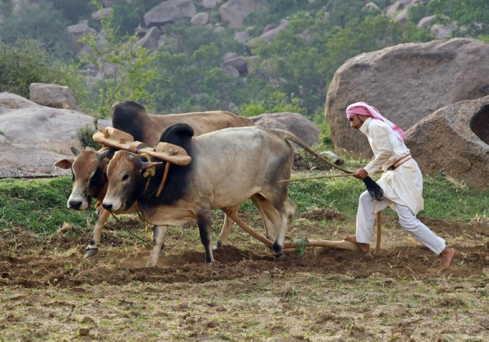 جبل باركوك في محافظة بارق 