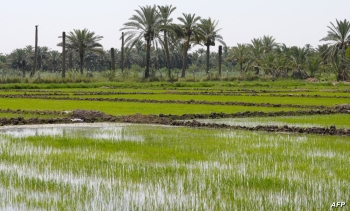 بسبب شح المياه.. العراق يبتكر طرق ري حديثة للأرز