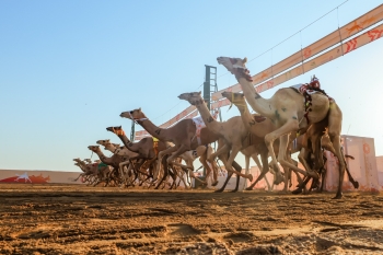 مهرجان ولي العهد للهجن - اليوم 