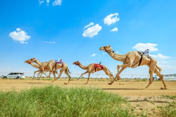 21.637 مطية .. رقم قياسي جديد في مهرجان ولي العهد للهجن