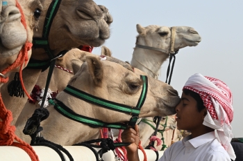 اعتماد يوم 19 سبتمبر المقبل موعدًا لانطلاق مهرجان جادة الإبل بالطائف - واس