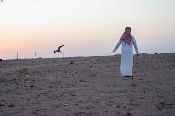 شاهد| تدريب الصقور وإعدادها للمقناص في براري رفحاء