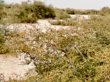 صور| "نبق" السدر البري.. منجم الفيتامينات في براري رفحاء