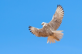 صور.. تنافس قوي وأشواط مثيرة بكأس نادي الصقور في حفر الباطن