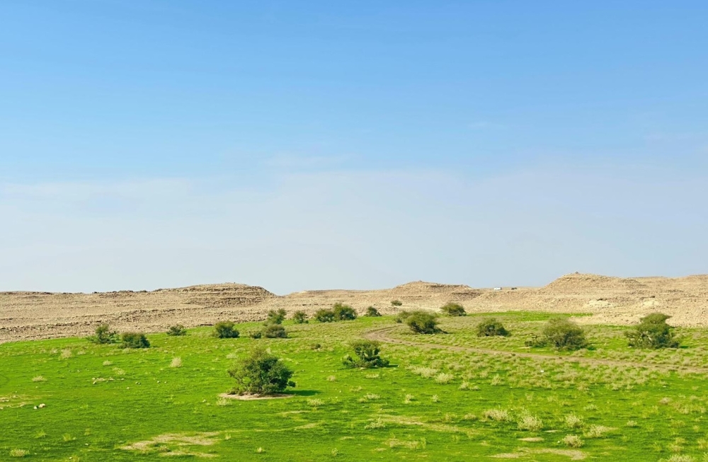 صور.. بعد هطول الأمطار.. ضواحي رفحاء تكتسي بالرداء الأخضر