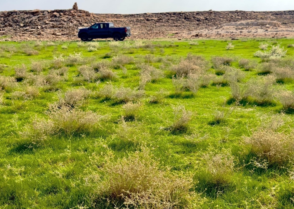 صور.. بعد هطول الأمطار.. ضواحي رفحاء تكتسي بالرداء الأخضر