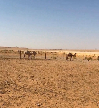 وزارة البيئة توجه مربي الإبل نحو استخدام معالف متينة- اليوم 