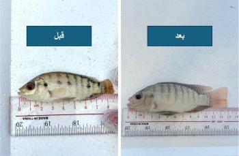 دراسة بحثية تكشف دور بذور تمر العجوة كمكمل غذائي لصغار أسماك البلطي