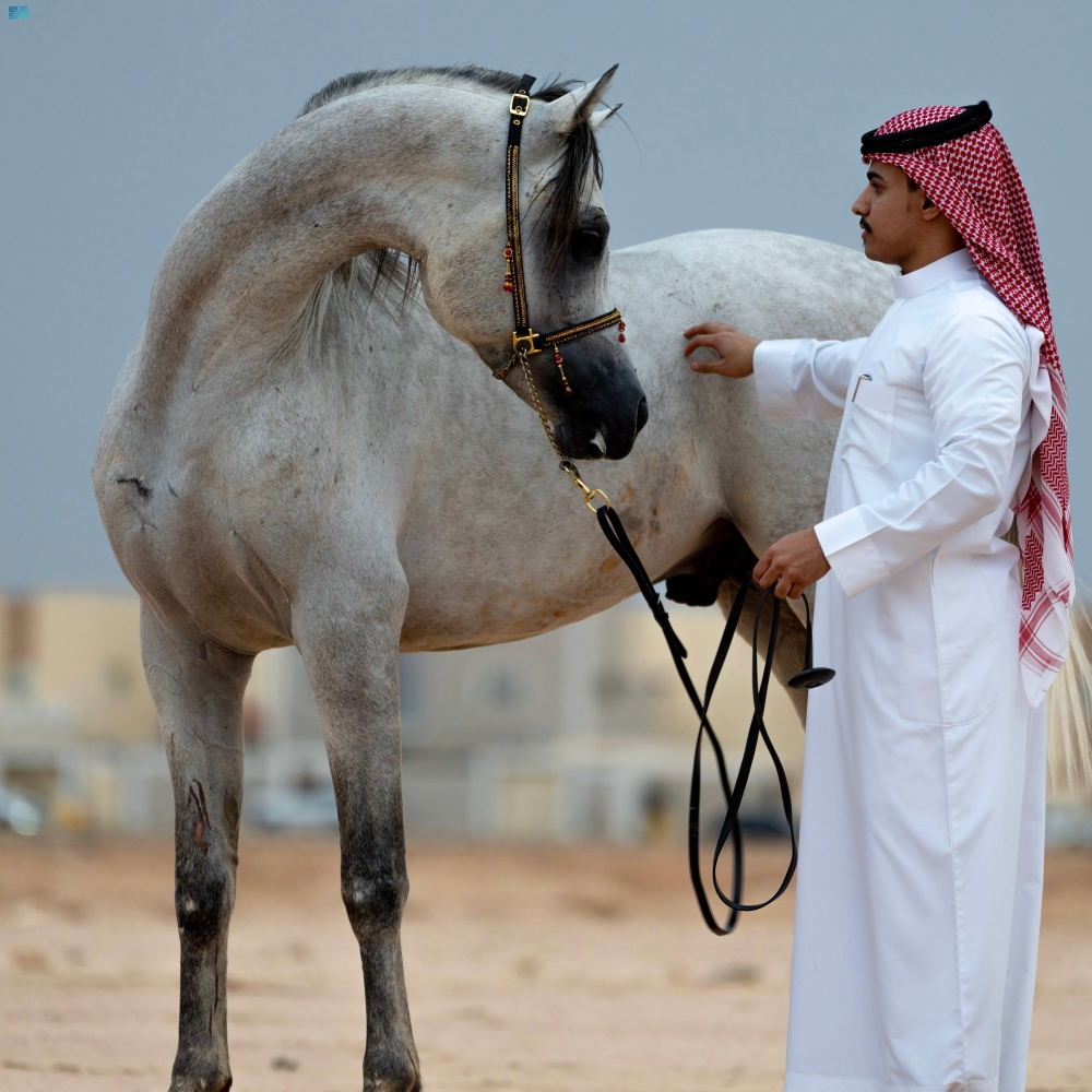 صور| رياضة ركوب الخيل هواية الشباب المتوارثة في رفحاء