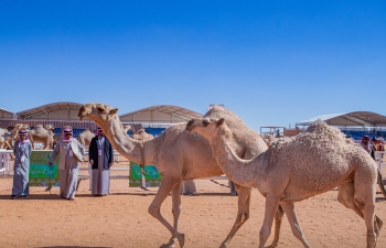  مهرجان الملك عبدالعزيز للإبل - أرشيفية 