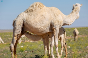 الإبل في التراث السعودي - واس