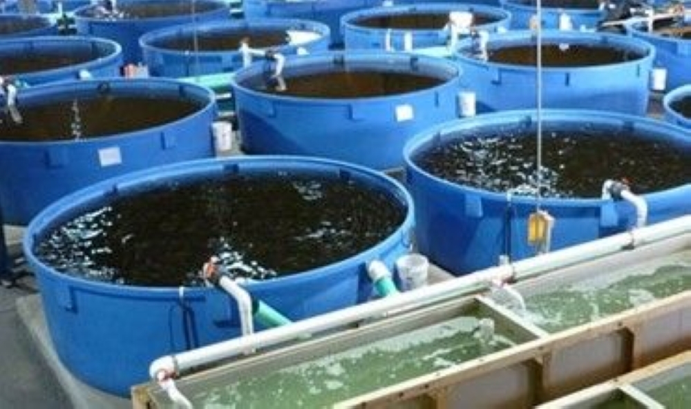 المشروعات الزراعية السمكية في الأحساء- اليوم 