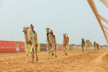 مهرجان خادم الحرمين الشريفين للهجن