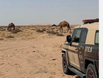 ضبط مواطن لارتكابه مخالفة الرعي في محمية الملك عبد العزيز