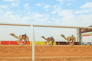 ملاك الهجن السعوديين .. التألق مستمر في مهرجان خادم الحرمين الشريفين