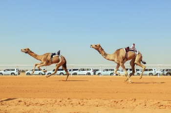 أرضية ميدان الجنادرية للهجن