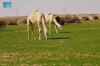 الإبل في فياض غرب رفحاء.. لوحة جمالية تجمع الطبيعة والتراث