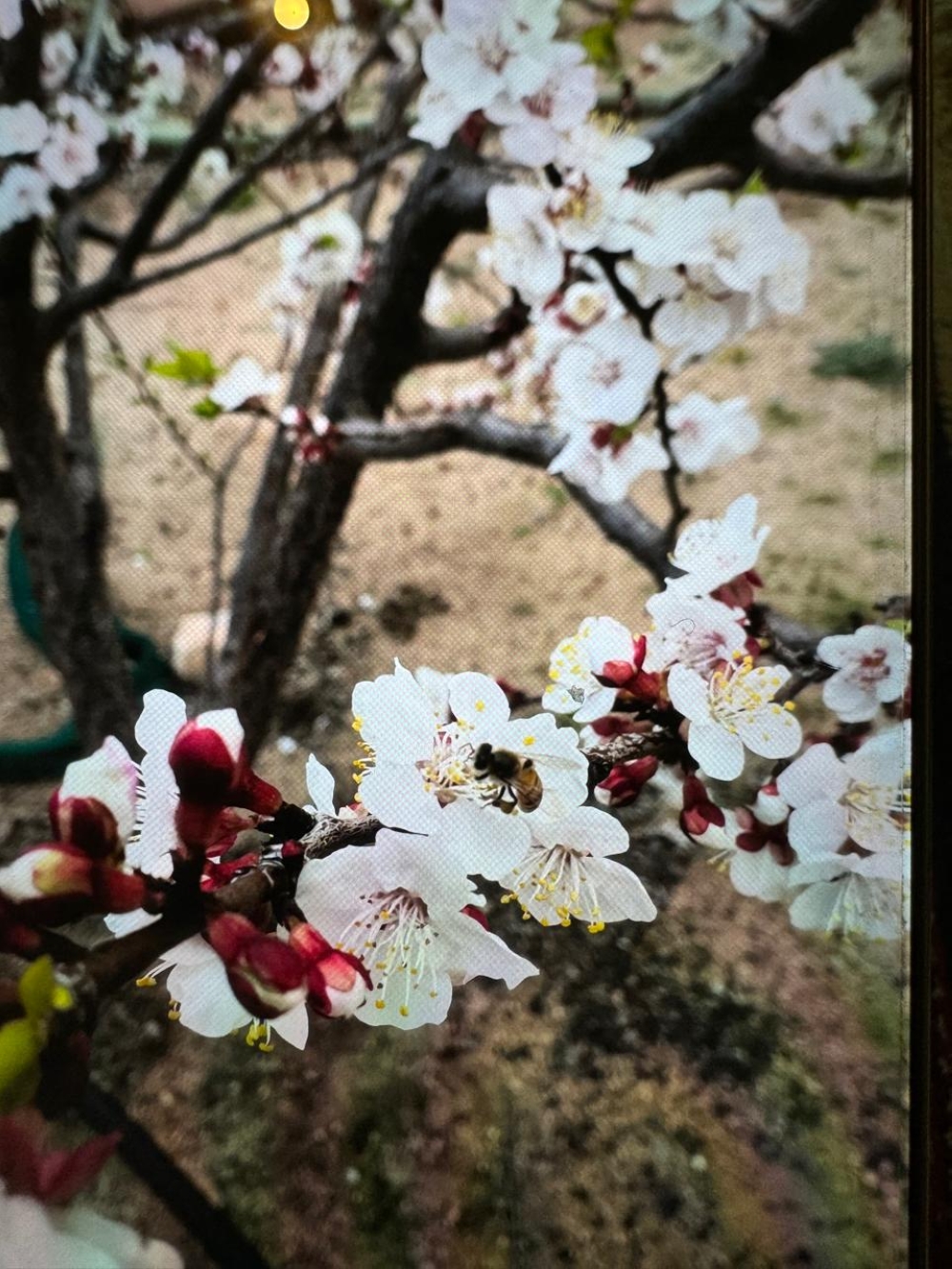 Taif groves are adorned with white in preparation for the apricot season 