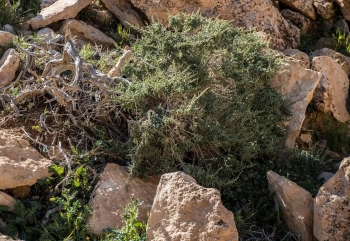 بعد عقود من اختفائه.. عودة نبات الفِرس للظهور في الحدود الشمالية