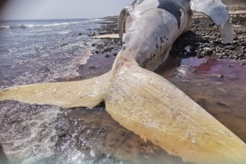 نفوق حوت من نوع نادر قبالة ساحل سلطنة عمان