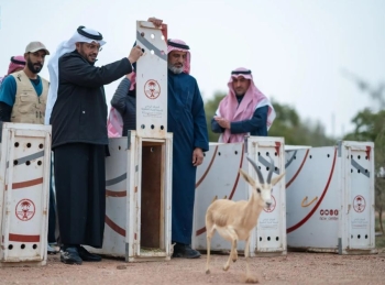 مهددة بالانقراض.. إطلاق 10 ظباء ريم في متنزه الزلفي الوطني