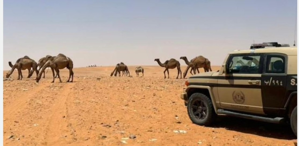 ضبط مخالف بالرعي في محمية الإمام عبدالعزيز الملكية - إكس