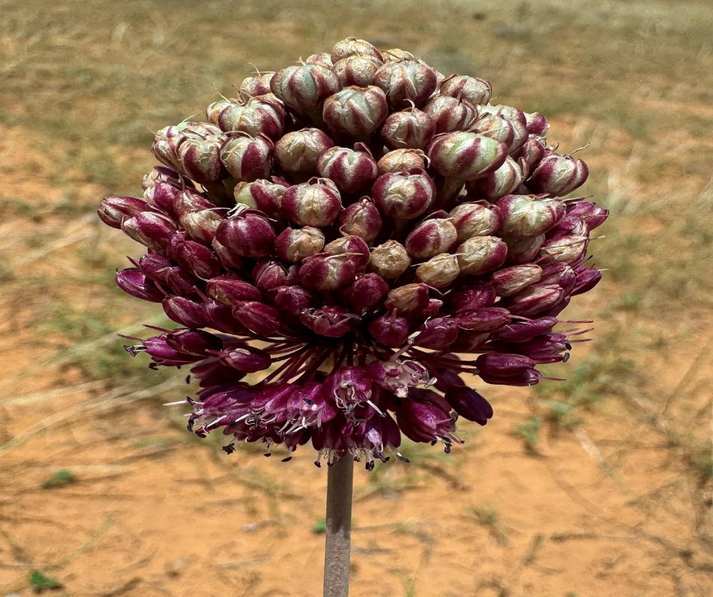 الكراث البري يعزز تنوع الغطاء النباتي الموسمي في القصيم