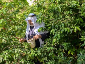 زراعة البن بمنطقة الباحة - واس