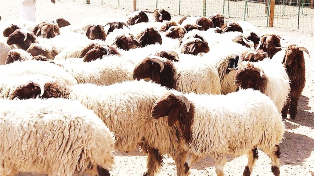 انخفاض أسعار الأغنام في السعودية خلال شهر