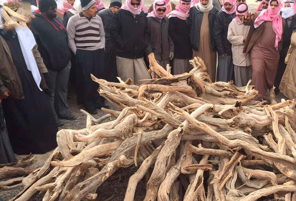 أحد المواقع لعرض الحطب المخالف
