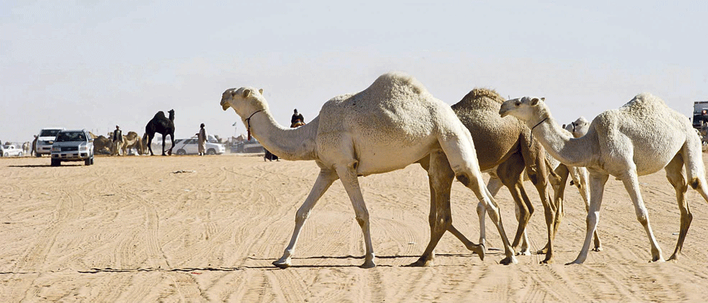 مهرجان مزايين الإبل يعمق من حضور التراث والأصالة 