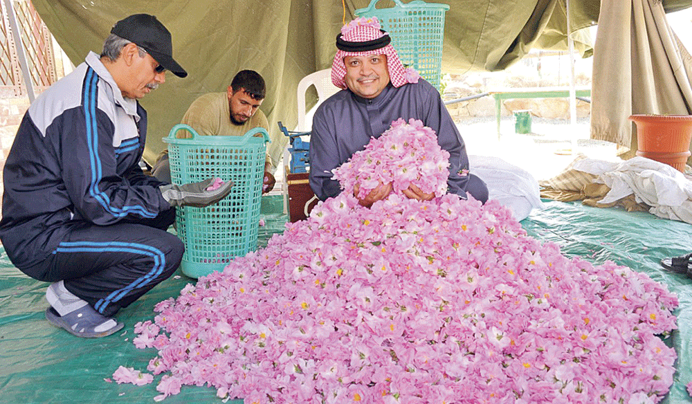 مزارع الطائف تشتهر بجودة ورودها (اليوم)