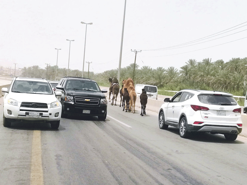 جمال سائبة تربك سائقي طريق البلدات الشرقية