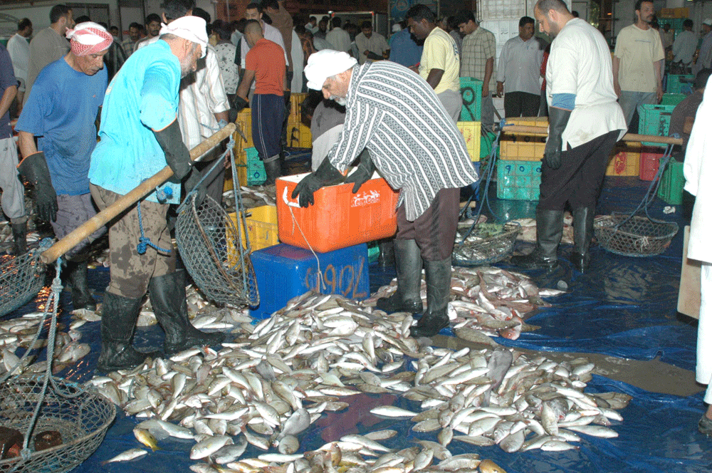 زيادة الاسماك المعروضة في سوق بالقطيف (اليوم)