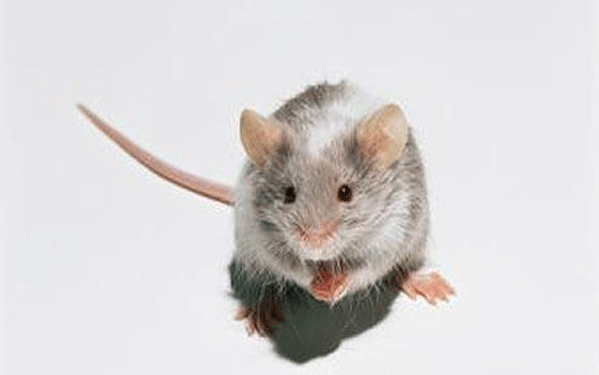 تطبيق تجربة «الفأر المقعد» على الإنسان العام المقبل
