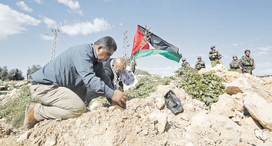 فلسطينيان يغرسان شتلات زيتون على جانب طريق جبعا ـ بيت لحم