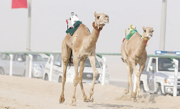 مطايا الإمارات حققت المطلوب